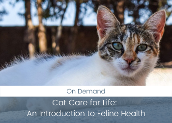 Cat Care for Life: An Introduction to Feline Health