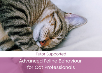 Advanced Feline Behaviour for Cat Professionals