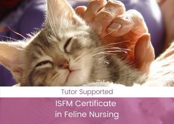 ISFM Certificate in Feline Nursing