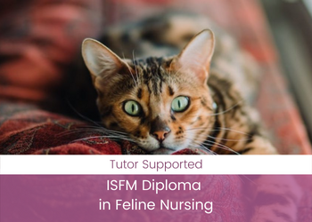 ISFM Diploma in Feline Nursing - Autumn